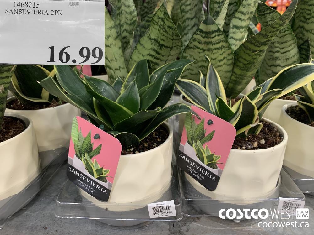1468215 SANSEVIERIA 2PK 16.99 