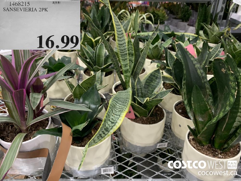 1469215 SANSEVIERIA 2PK 16.99