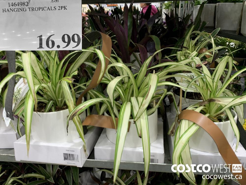 Costco Hanging Ferns / 78+ images about Floral Table Runner, Greenery