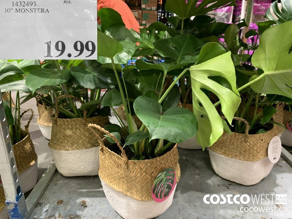1432493 10" MONSTERA 19.99