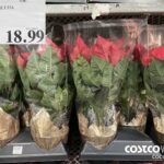 1428006 4X6" POINSETTIA$18.99