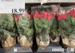1428006 4X6" POINSETTIA$18.99