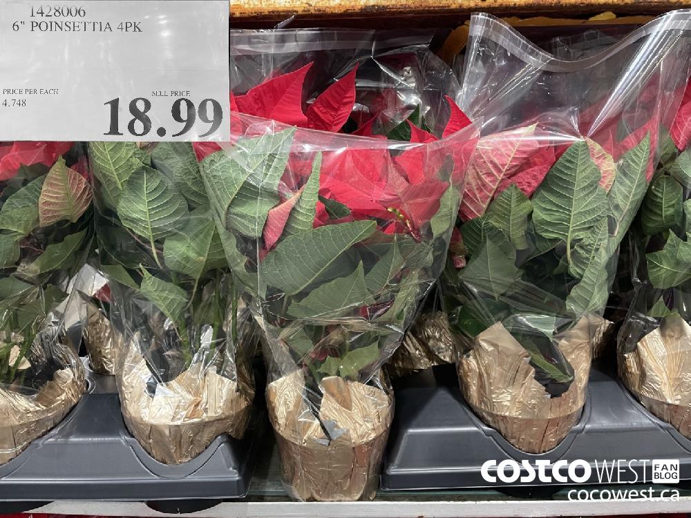 1428006 6" POINSETTIA 4PK $18.99
