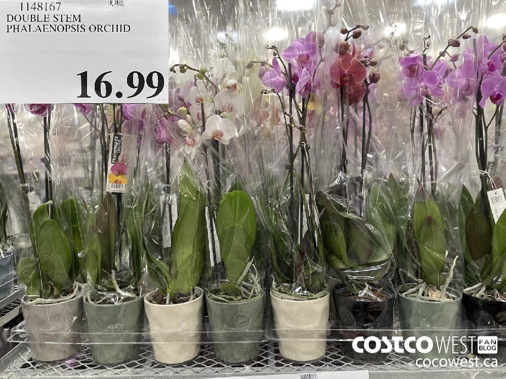 1148167 DOUBLE STEM PHALAENOPSIS ORCHID $16.99