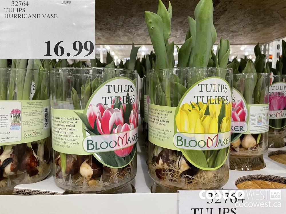 39764 TULIPS HURRICANE VASE $16.99