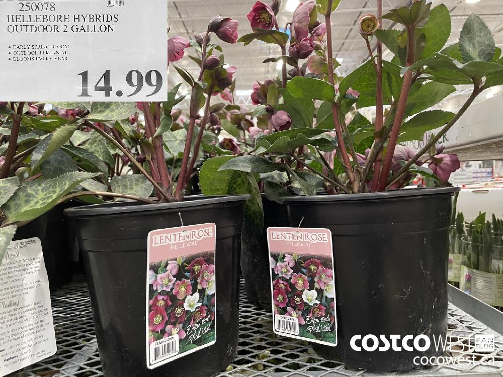 250078 HELLEBORE HYBRIDS OUTDOOR 2 GALLON $14.99