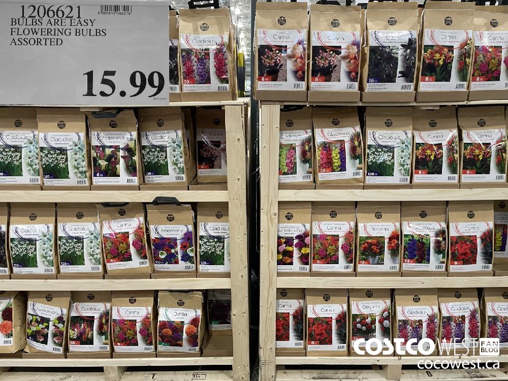 1206621 BULBS ARE EASY FLOWERING BULBS ASSORTED $15.99