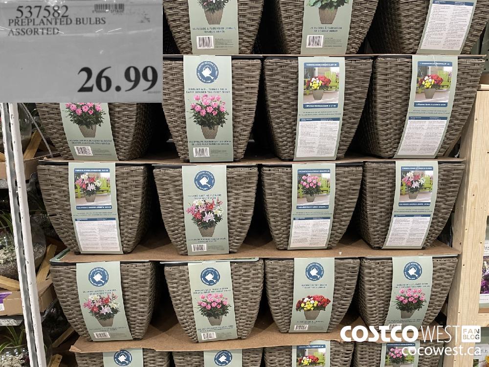 537582 PRE PLANTED BULBS $26.99