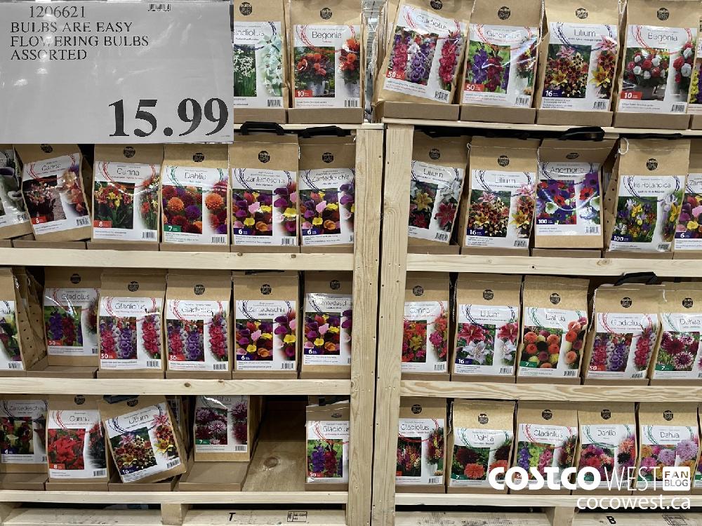 1206621 BULBS ARE EASY FLOWERING BULBS ASSORTED $15.99
