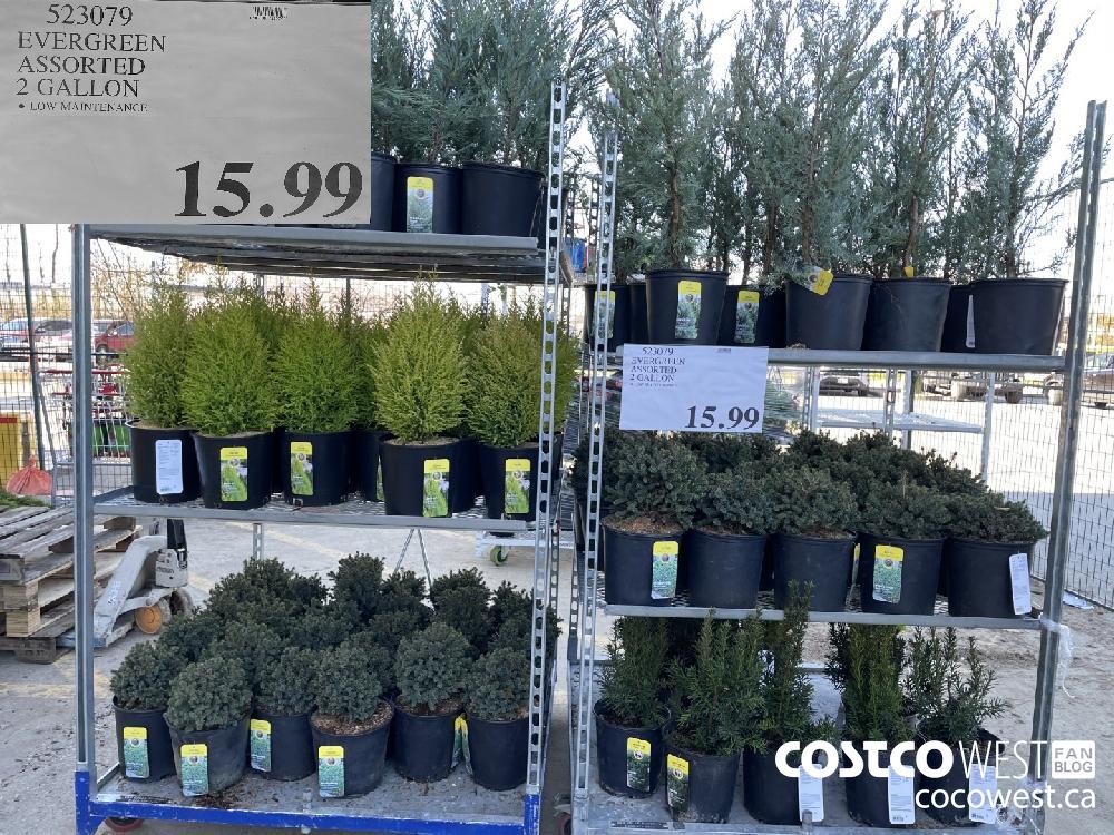 523079 EVERGREEN ASSORTED 2 GALLON $15.99