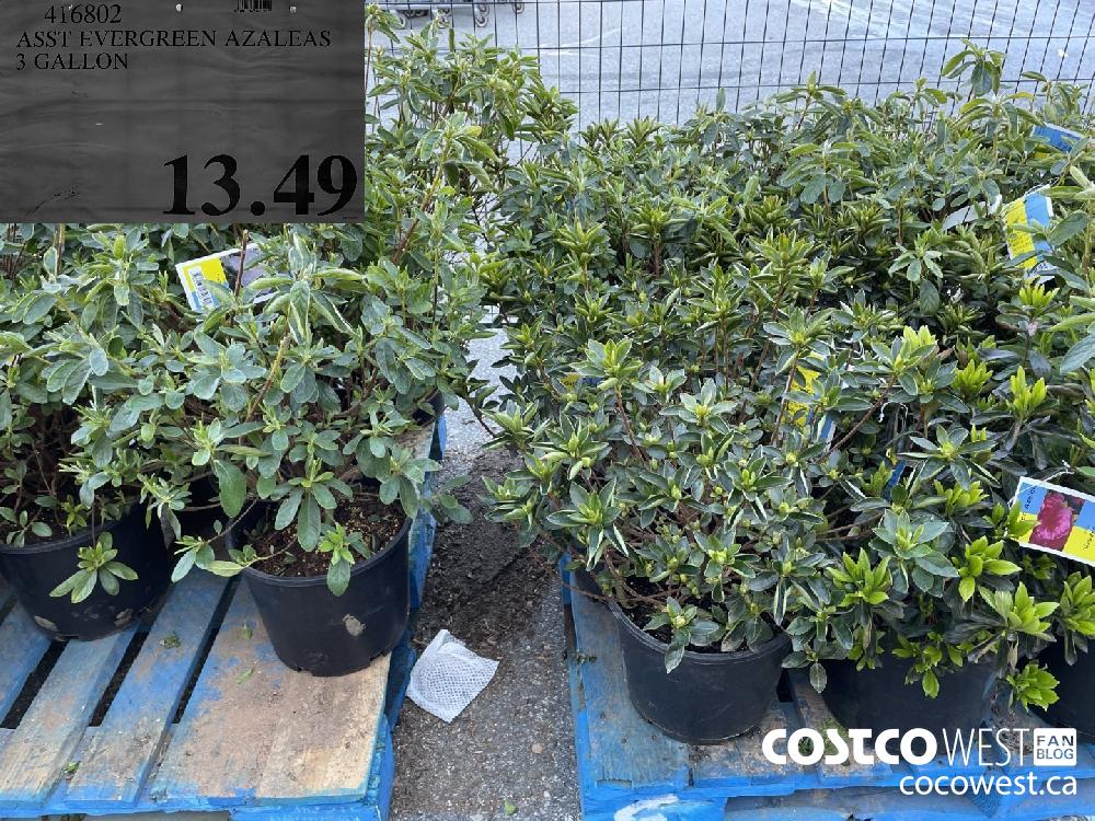 416802 ASST EVERGREEN AZALEAS 3 GALLON $13.49