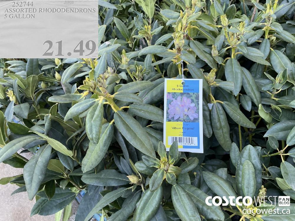 252744 ASSORTED RHODODENDRONS 5 GALLON $21.49