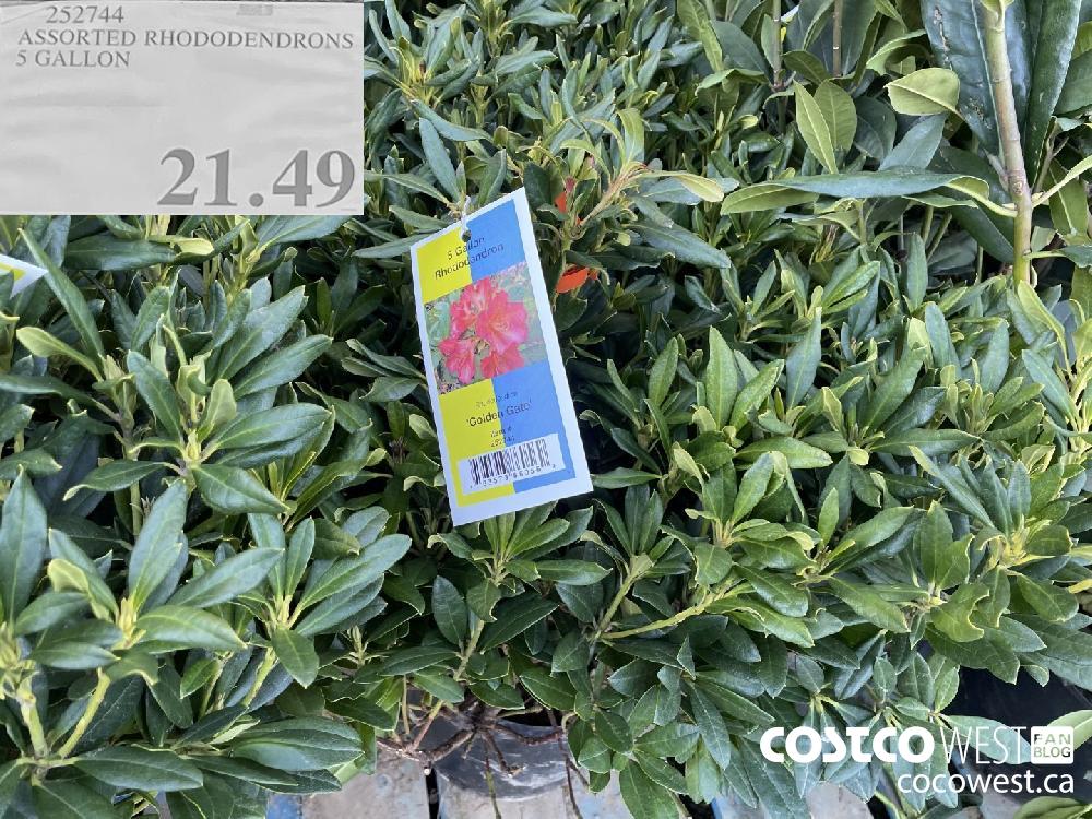 252744 ASSORTED RHODODENDRONS 5 GALLON $21.49