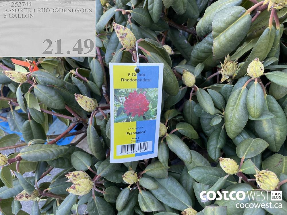 252744 ASSORTED RHODODENDRONS 5 GALLON $21.49