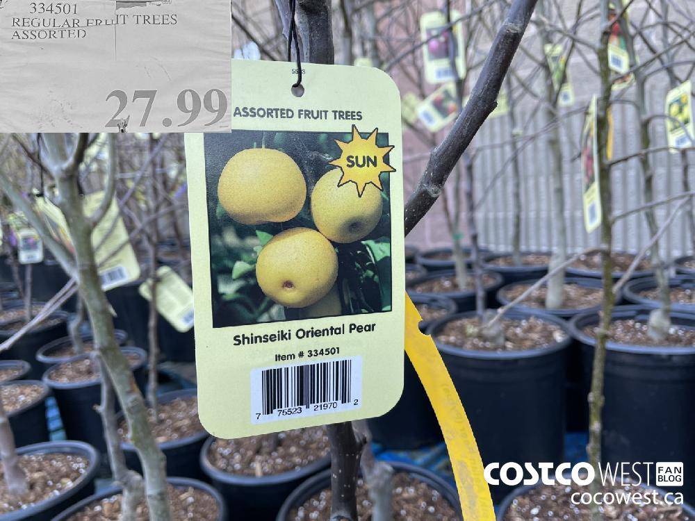 334501 REGULAR FRUIT TREES ASSORTED $27.99