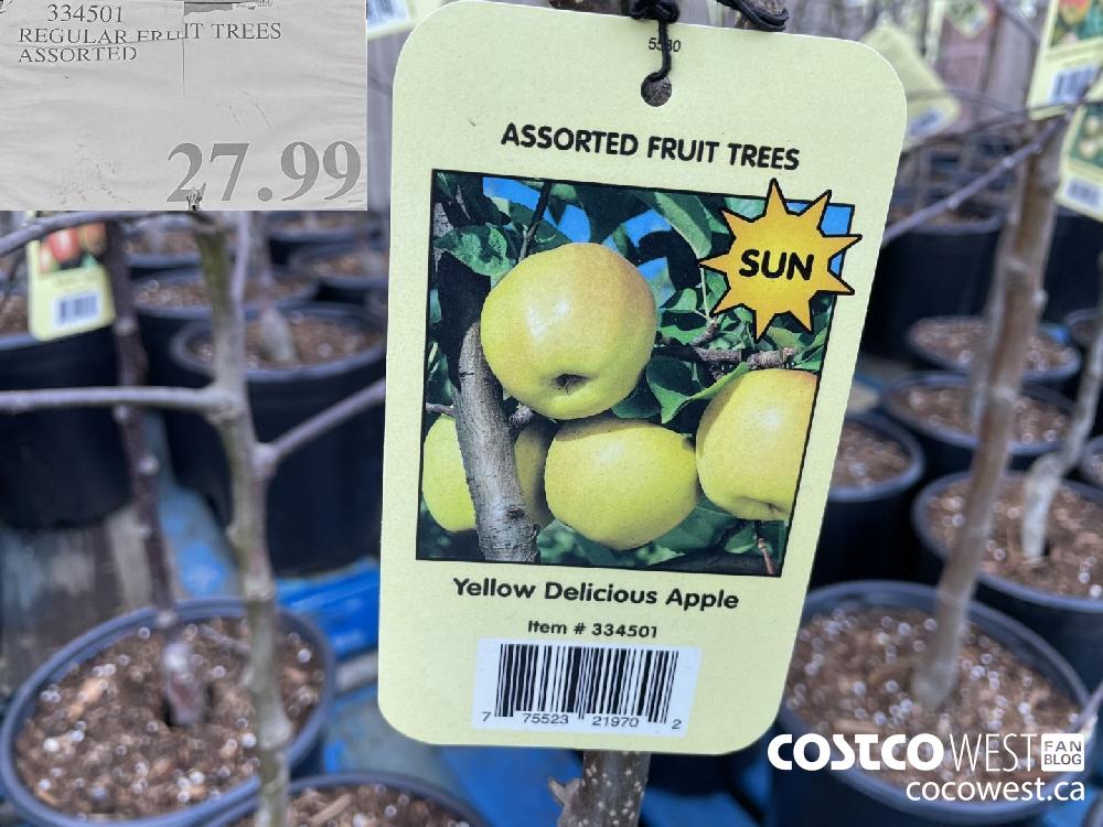 334501 REGULAR FRUIT TREES ASSORTED $27.99