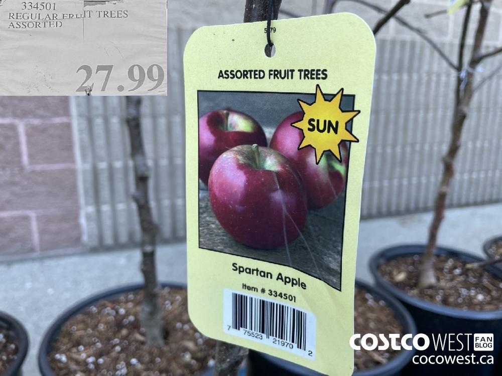 334501 REGULAR FRUIT TREES ASSORTED $27.99