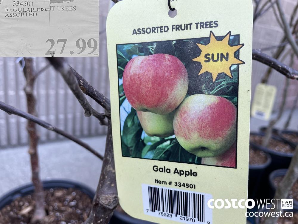 334501 REGULAR FRUIT TREES ASSORTED $27.99