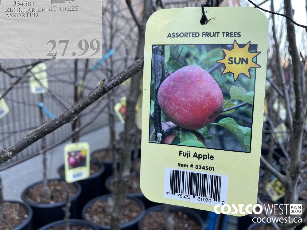 334501 REGULAR FRUIT TREES ASSORTED $27.99