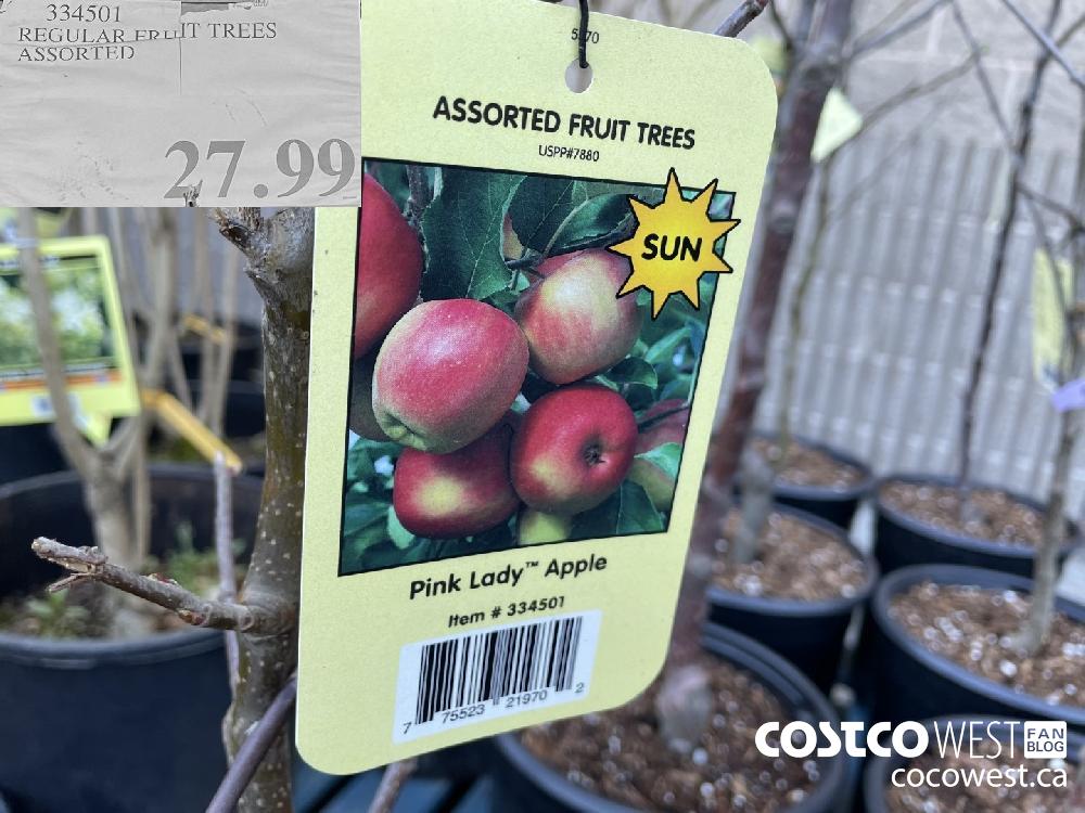 334501 REGULAR FRUIT TREES ASSORTED $27.99
