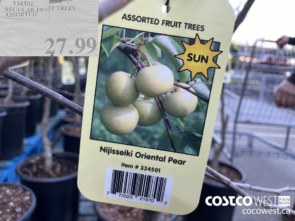 334501 REGULAR FRUIT TREES ASSORTED $27.99