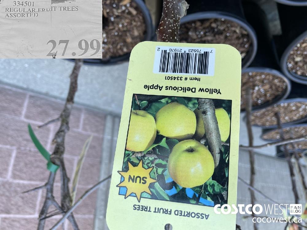 334501 REGULAR FRUIT TREES ASSORTED $27.99