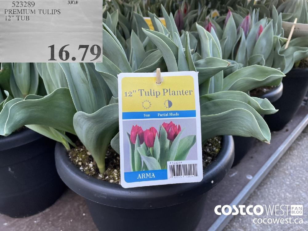 523289 PREMIUM TULIPS 12" TUB $16.79