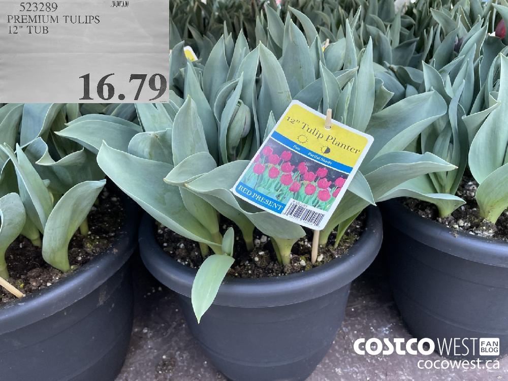 523289 PREMIUM TULIPS 12" TUB $16.79