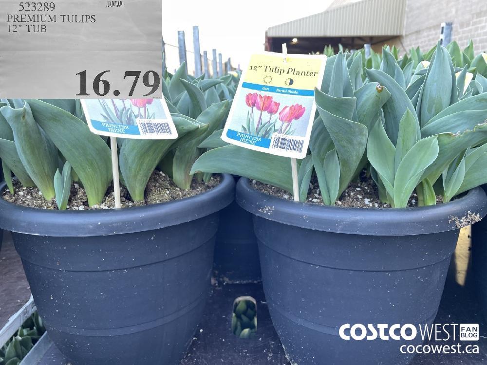 523289 PREMIUM TULIPS 12" TUB $16.79