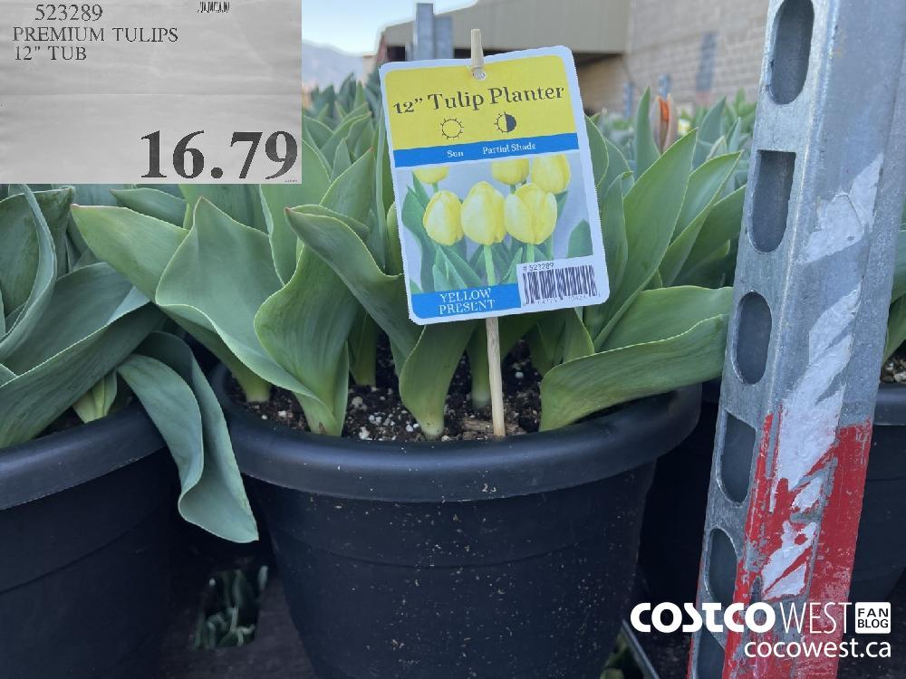 523289 PREMIUM TULIPS 12" TUB $16.79