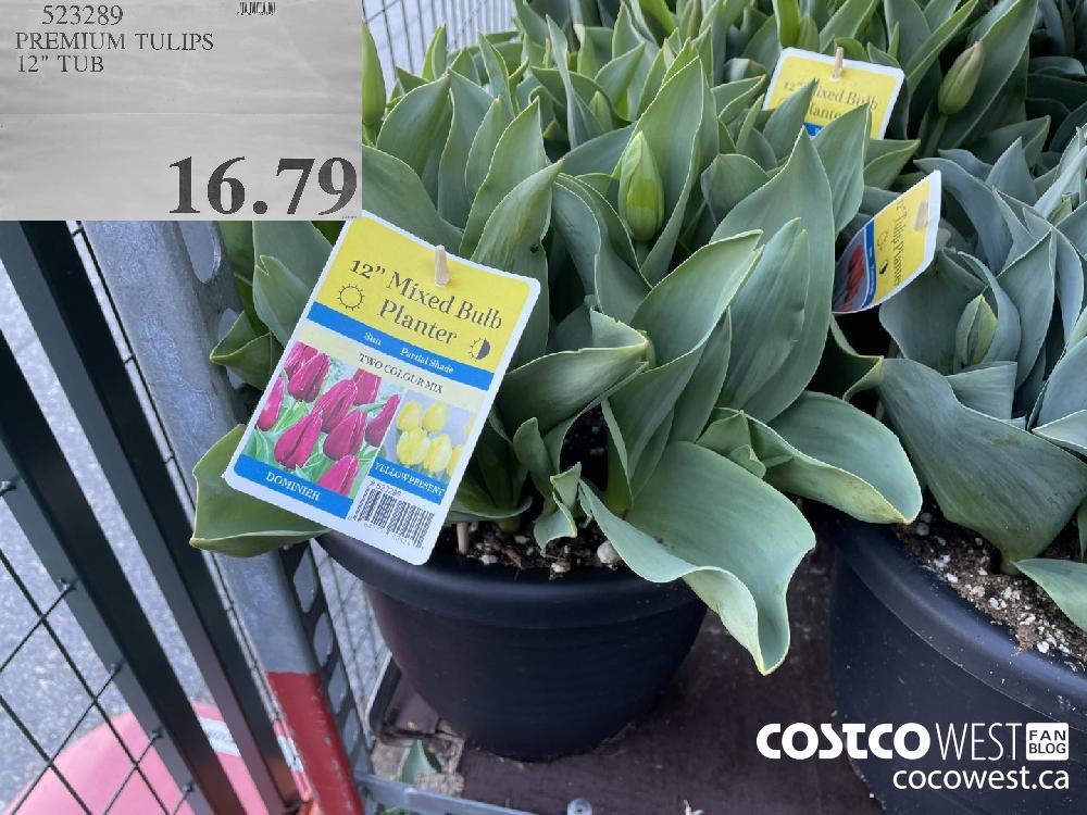 523289 PREMIUM TULIPS 12" TUB $16.79