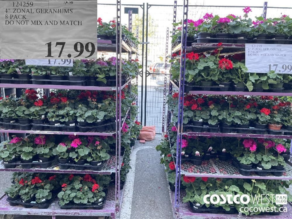 Costco Geraniums 2024 Wini Amandie