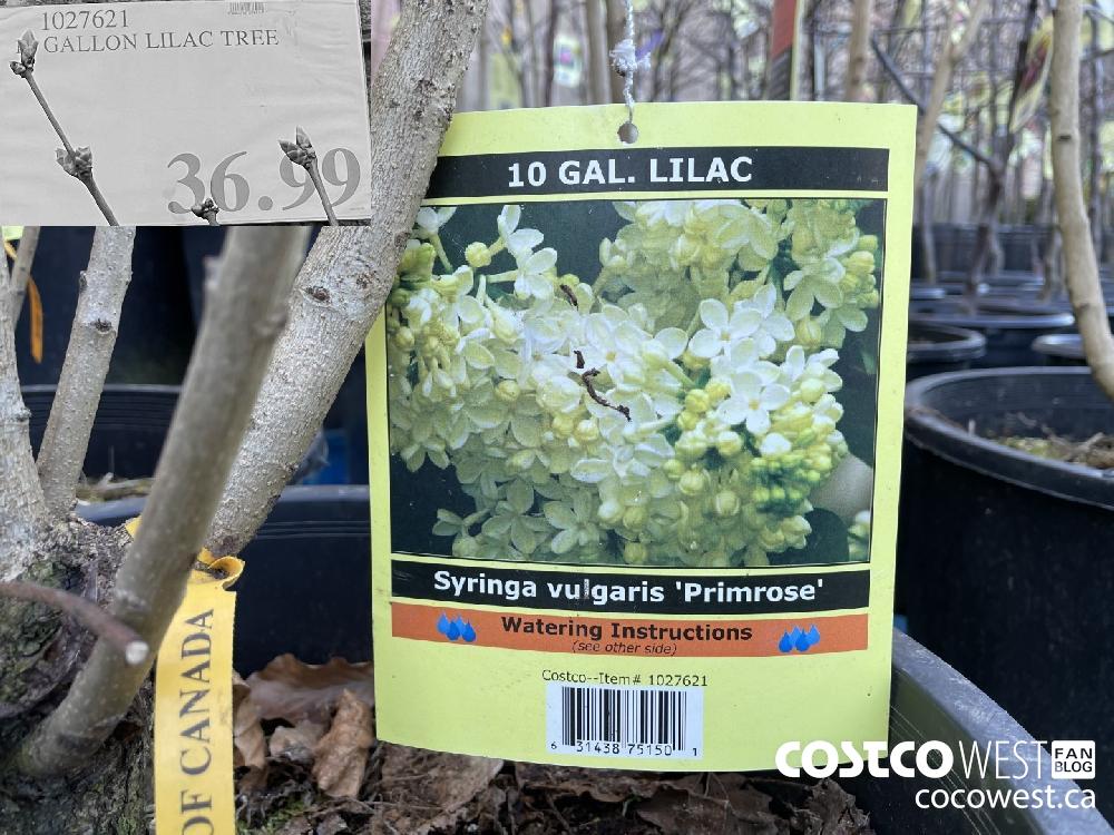 1027621 10 GALLON LILAC TREE $36.99