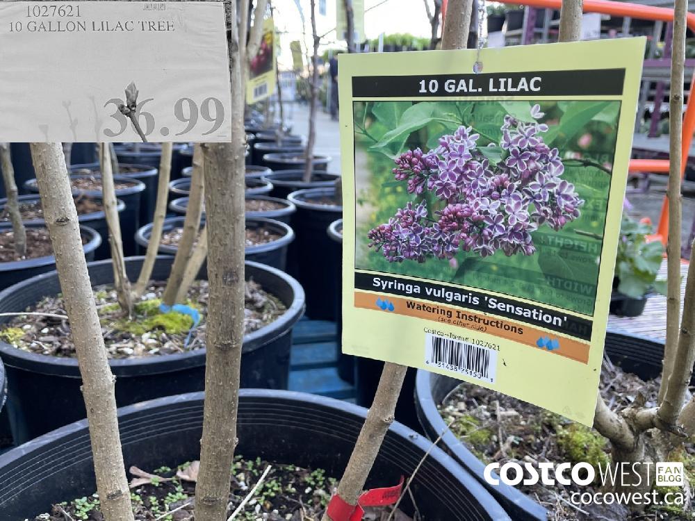 1027621 10 GALLON LILAC TREE $36.99
