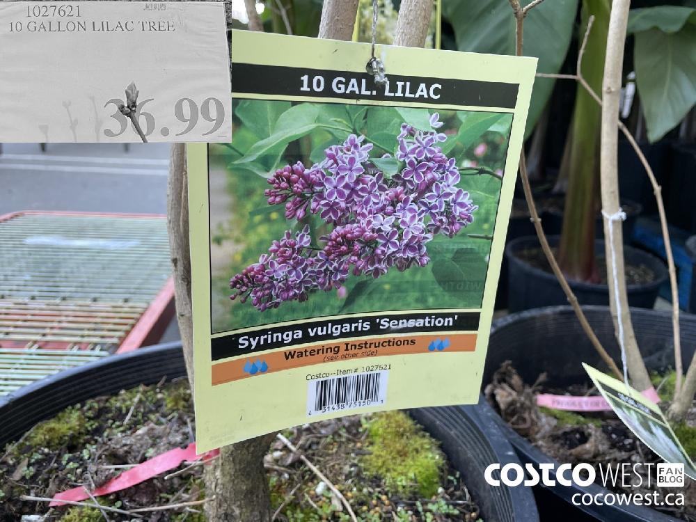 1027621 10 GALLON LILAC TREE $36.99