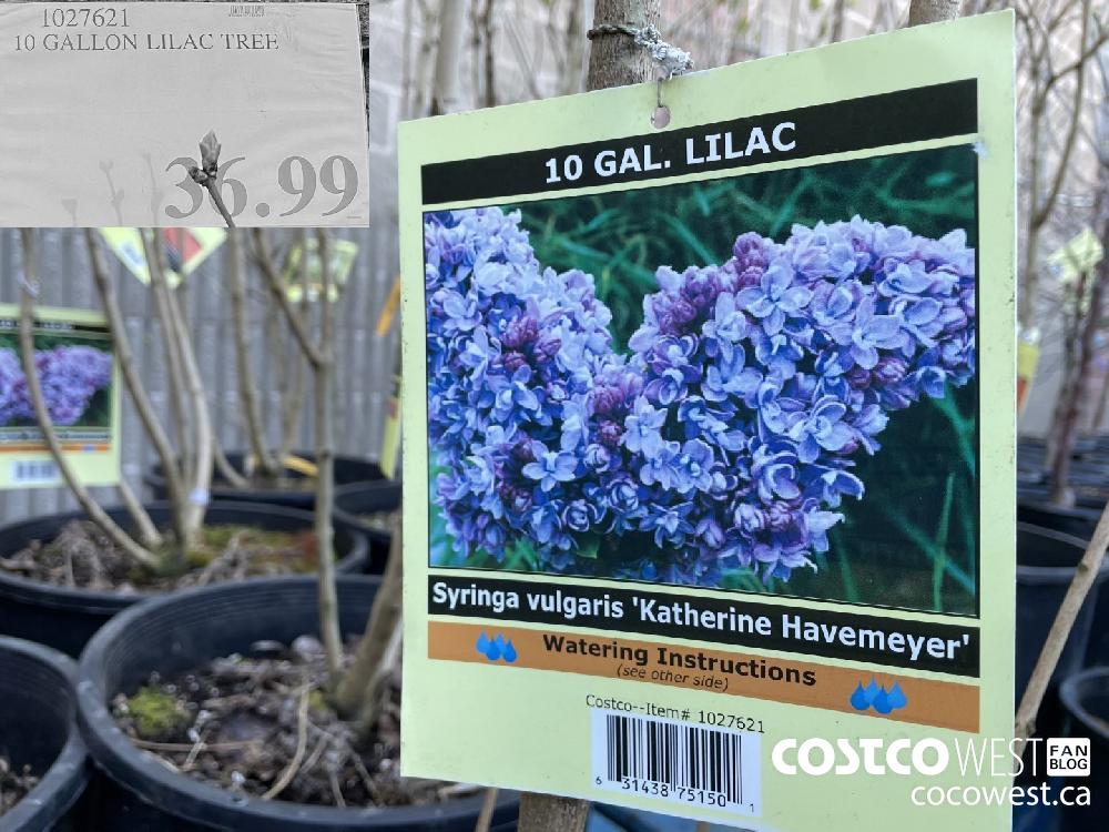 1027621 10 GALLON LILAC TREE $36.99
