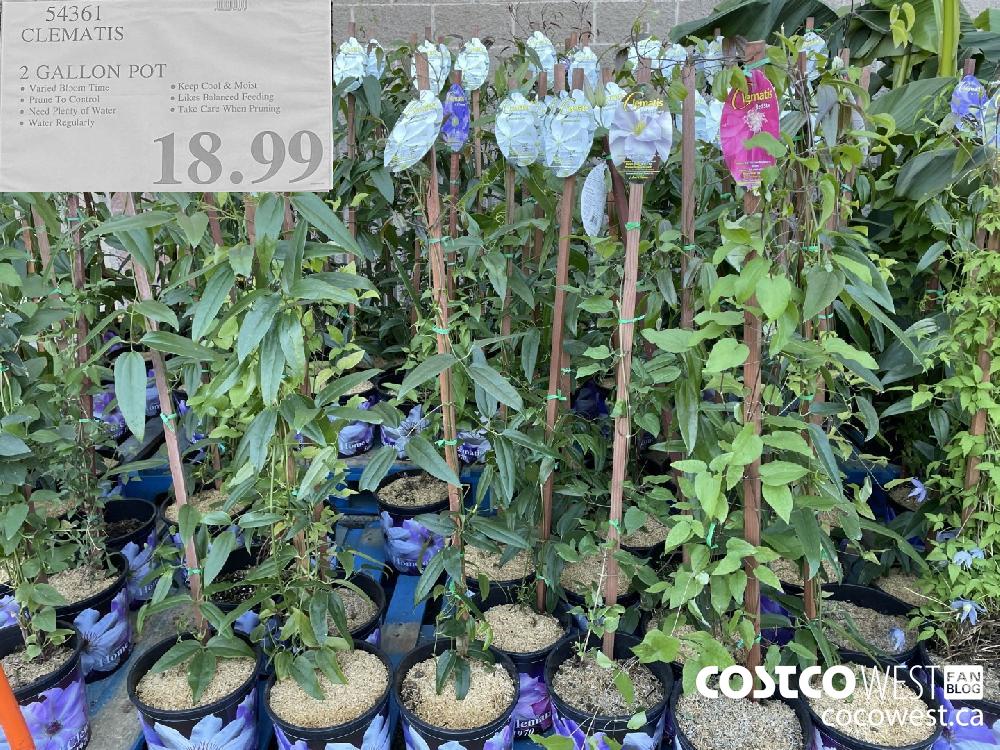 54361 CLEMATIS 2 GALLON POT $18.99