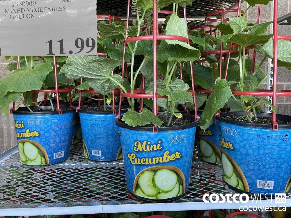 1350909 MIXED VEGETABLES 3 GALLON $11.99