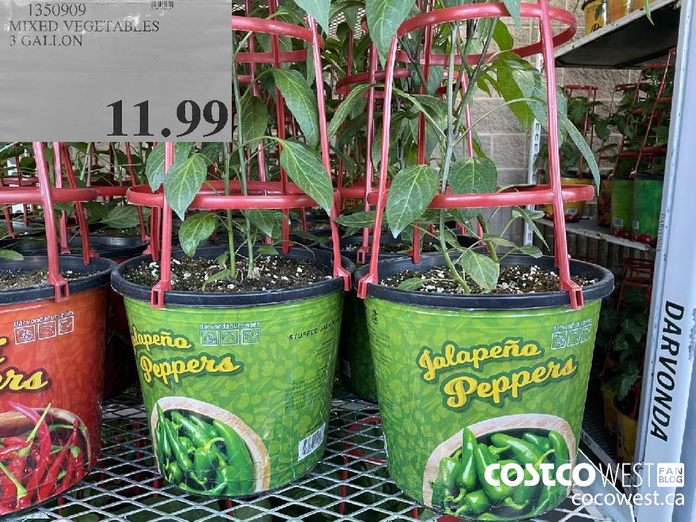 1350909 MIXED VEGETABLES 3 GALLON $11.99