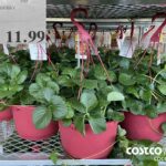 1360630 10" STRAWBERRYBASKET $11.99