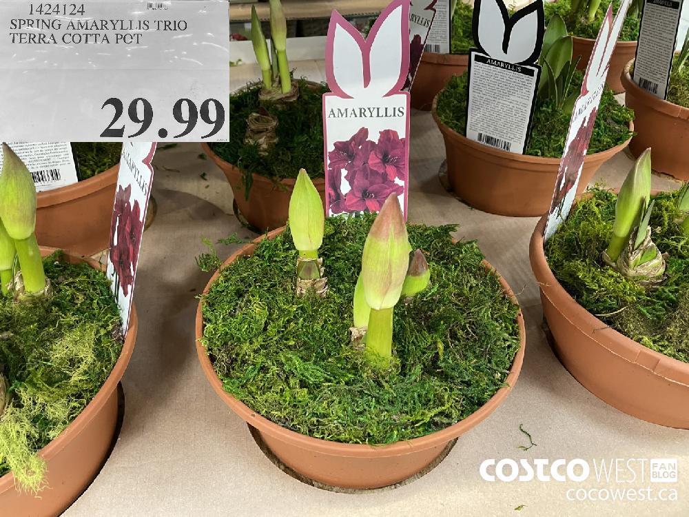 1424124 SPRING AMARYLLIS TRIO TERRA COTTA POT $29.99