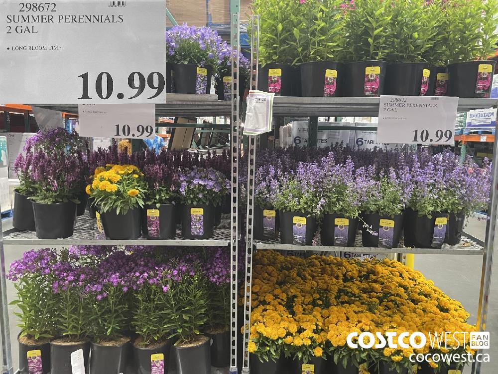 298672 SUMMER PERENNIALS 2 GAL $10.99