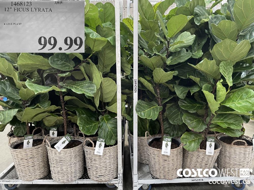 1468123 12” FICUS LYRATA $99.99