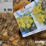 1449909BULBS ARE EASY NARCISSUS ASSORTED$9.99