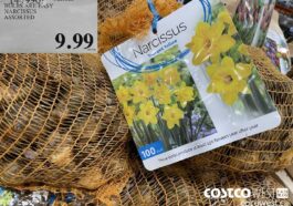 1449909BULBS ARE EASY NARCISSUS ASSORTED$9.99