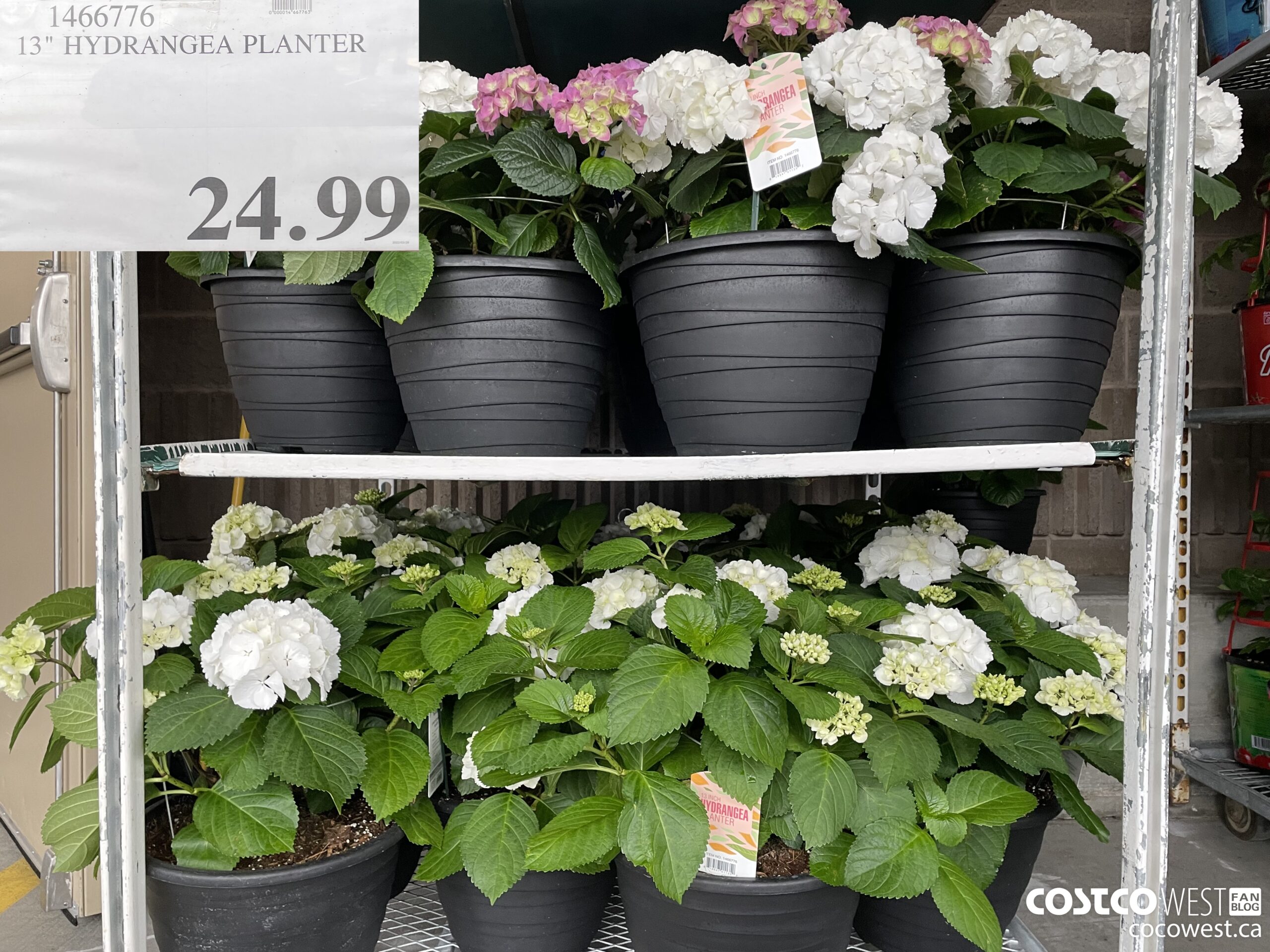 Costco 2022 Spring Superpost The Entire Garden Centre Photos Costco