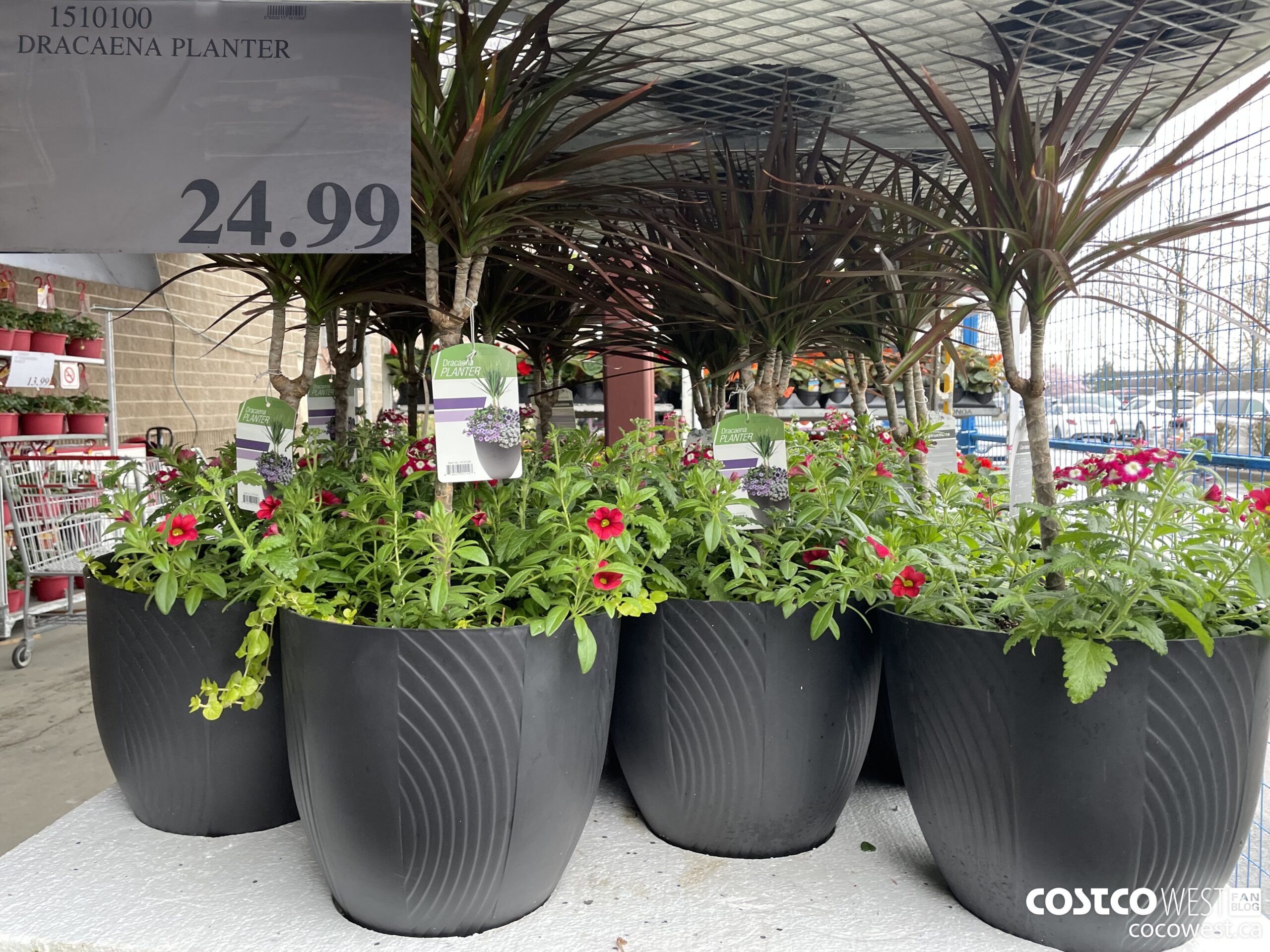 Costco 2022 Spring Superpost The Entire Garden Centre Photos Costco